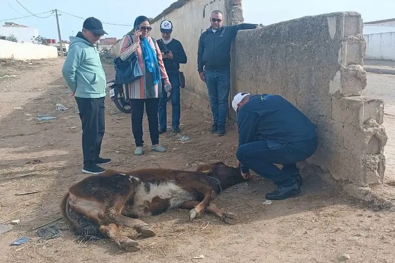 vache-Ksar-El-Kebir